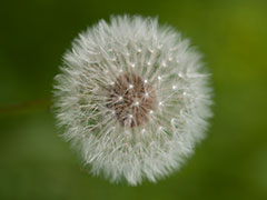 dandelion