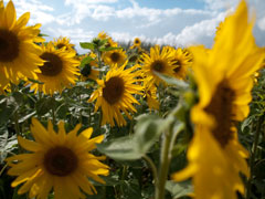 sunflowers